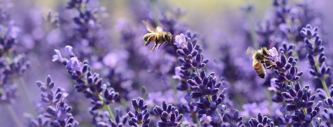 POTM May - Lavender Lavender